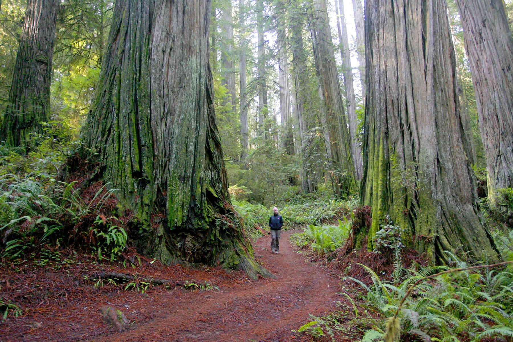 Boy Scout Tree Trail is one of the most unforgettable hiking trails in California