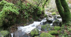 Fairway Falls hiking trail in Novato California