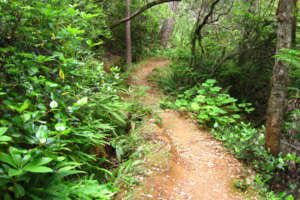 Myrtle Creek Trail