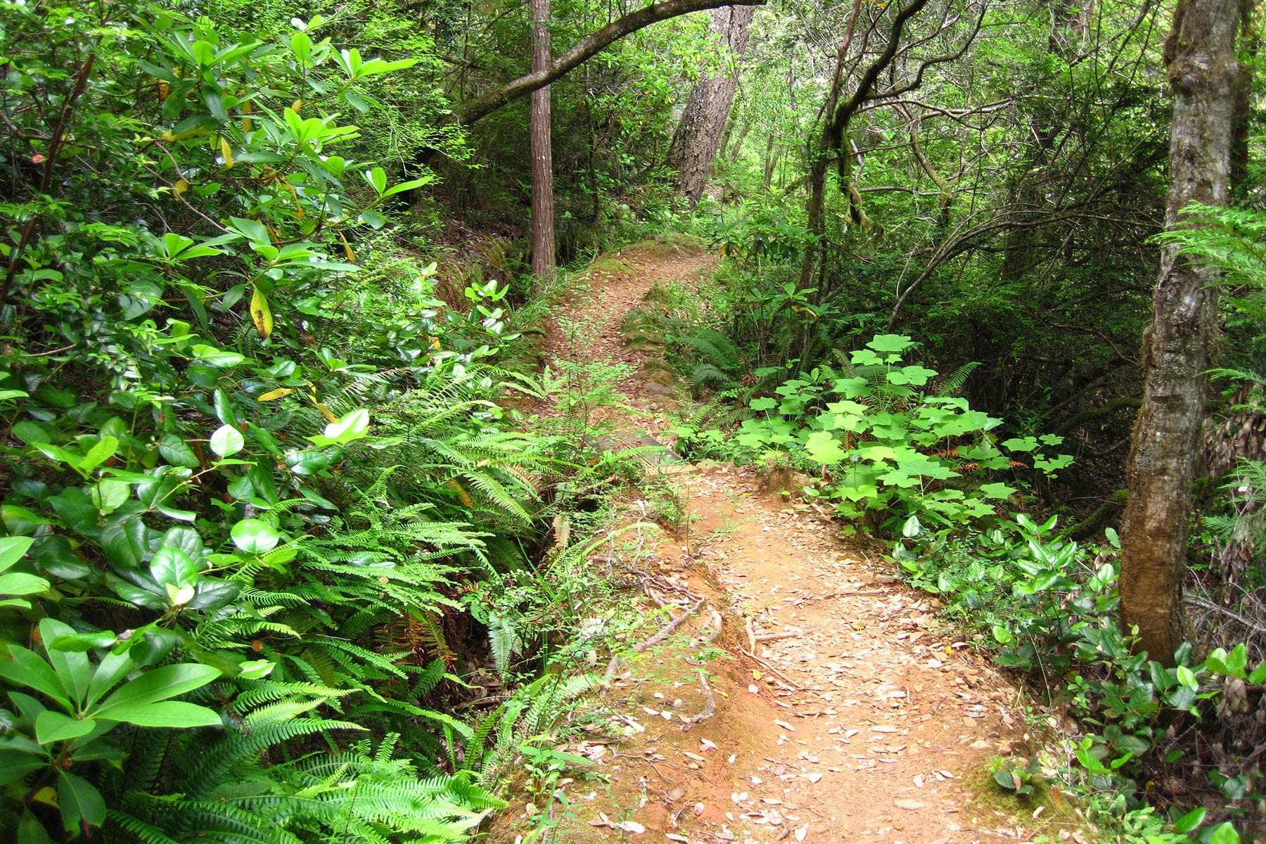 Myrtle Creek Trail