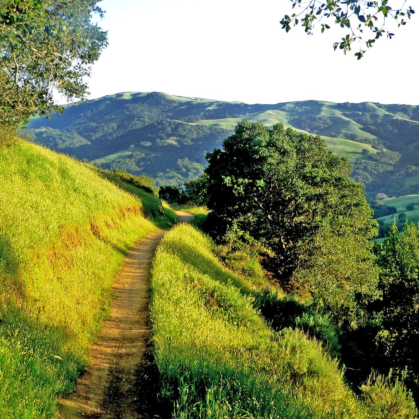 Big Rock Ridge Trail Marin County
