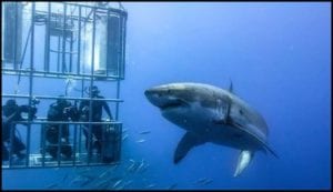 Cage Diving With Great White Sharks Summer Adventure