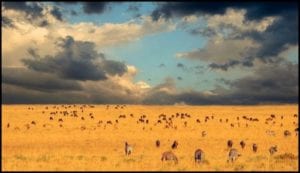 Great African Migration Fall Adventure
