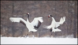 Winter Adventure With Japanese Dancing Cranes