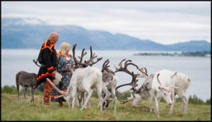 Sami Reindeer Lifestyle Winter Adventure