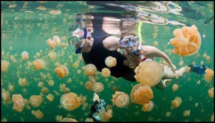 Swim With Jellyfish Summer Adventure