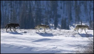 Wolf Tracking Winter Adventure