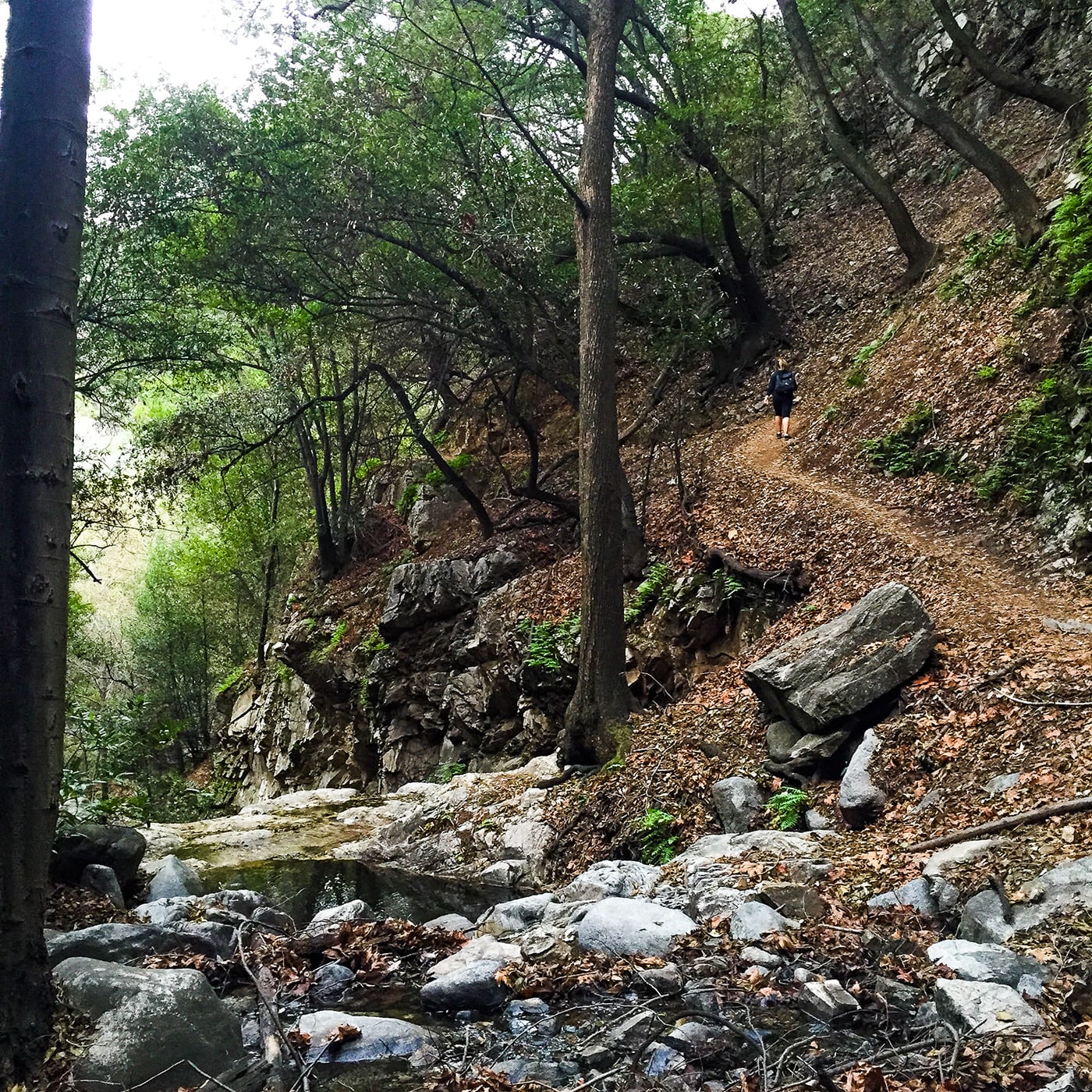 Big Santa Anita Canyon Creek Loop Hike