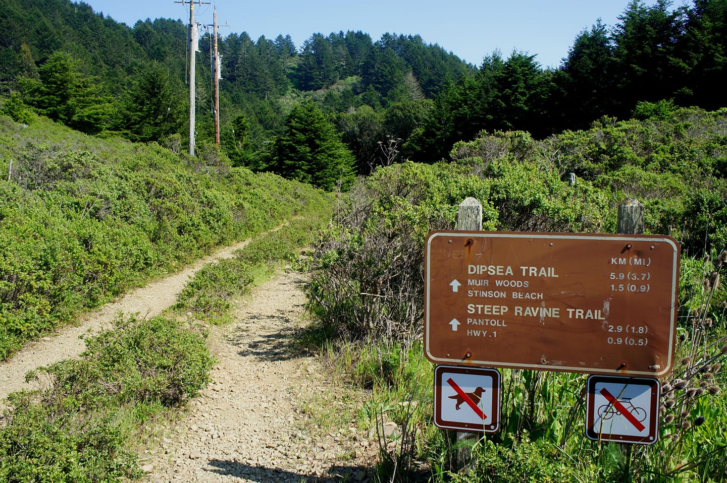 Dipsea Trail
