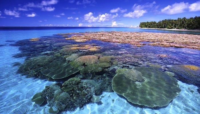 Beautiful corals in shallow reef Marshall Islands Majuro Atoll