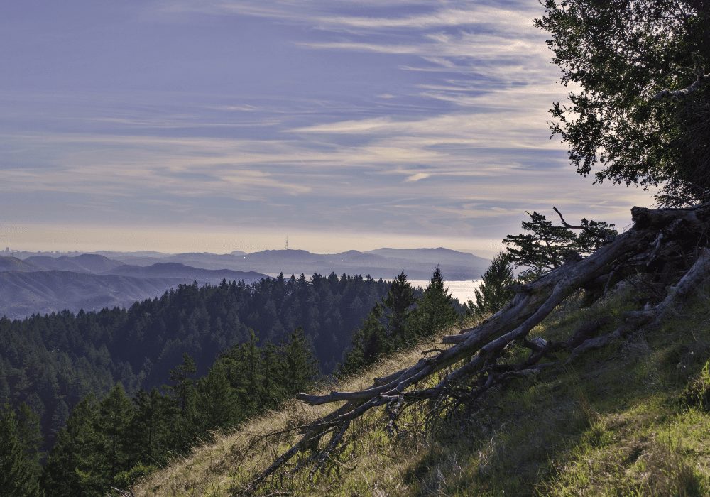 California Coastal Trail- Section 28 & 29 – Mount Tamalpais State Park