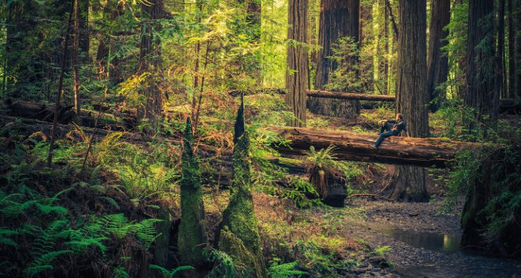 Man Sitting on a fallen Redwood Tree in Samuel P Taylor State Park California
