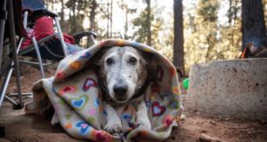 Dog wrapped in blanket at a campsite in Samuel P Taylor State Park