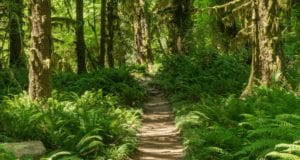 Beautiful midday image of the forest on the Pacific Northwest Scenic Trail