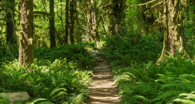 Beautiful midday image of the forest on the Pacific Northwest Scenic Trail
