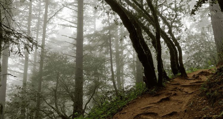 Foggy morning hike on the Dipsea Trail with David Aston and the AdventureHacks Bay Area hiking crew.