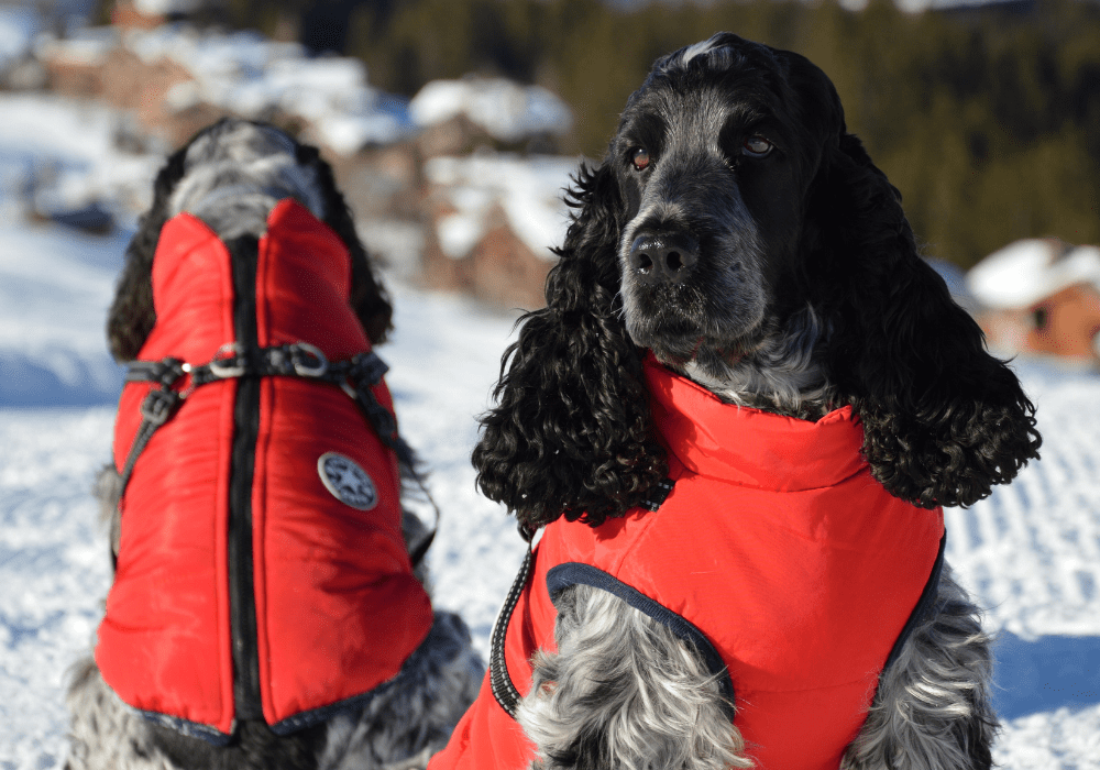 Two Cocker Spaniels Hiking while wearing Adventure Gear