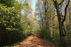 sunny trail