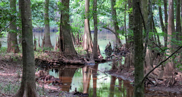 About Congaree National Park