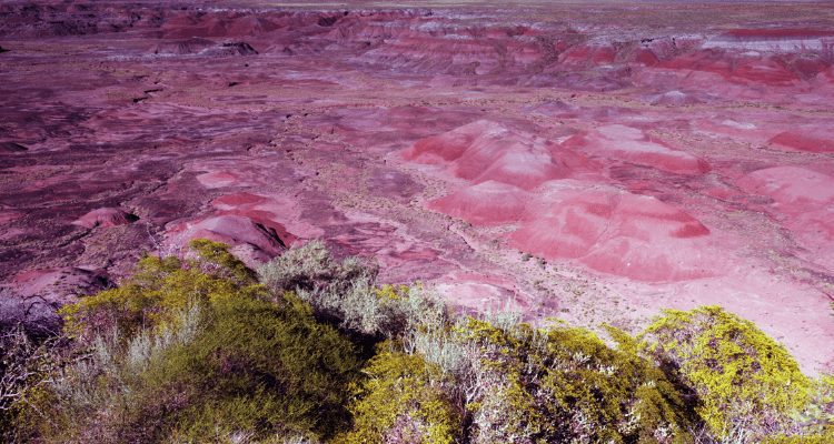 About Petrified Forest National Park