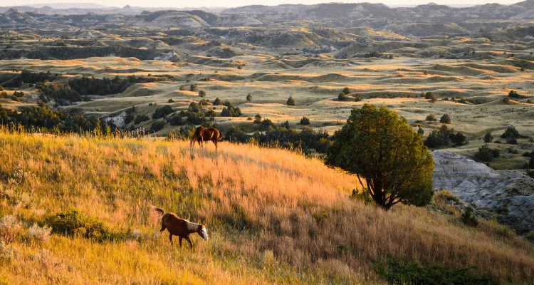 About Theodore Roosevelt National Park - image of the park and wild horses