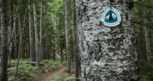 Pacifc Crest Trail Marker - Jefferson Park Oregon
