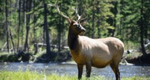 Yellowstone National Park Wildlife Watching