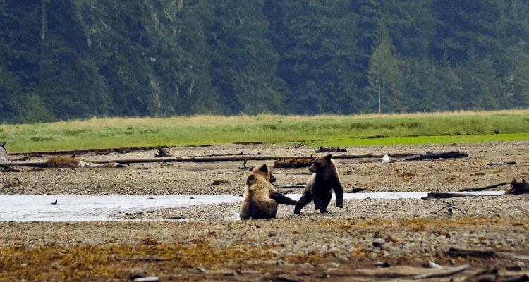 Bears Playing During British Columbia Hunt | AdventureHacks