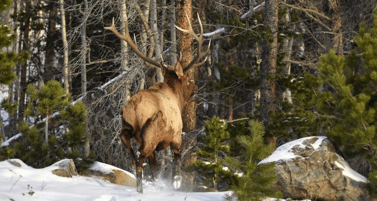 Elk Hunting in Colorado | AdventureHacks