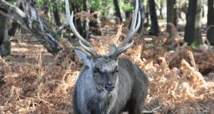 Sika deer hunt maryland