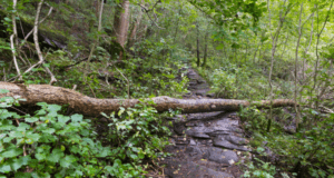 Fallen Tree After Rain Storm Blocking Hiking Trail