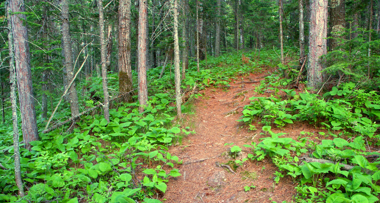 Forest hike in Marquette, Michigan