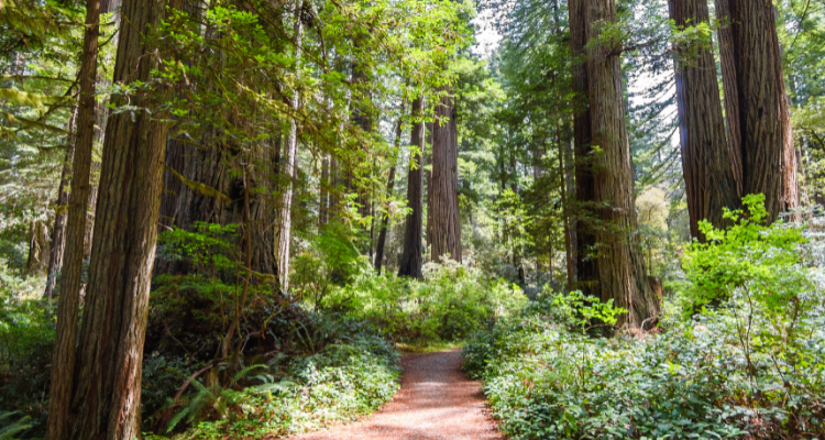 Redwood National and State Park Hiking Trails