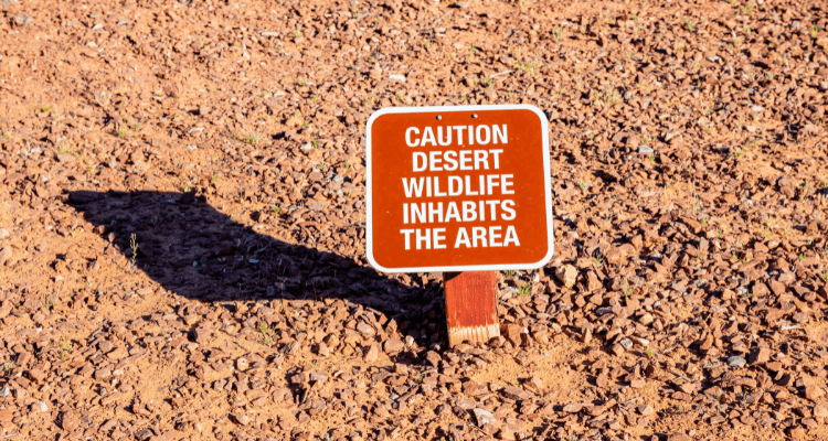 Keep your distance from desert wildlife