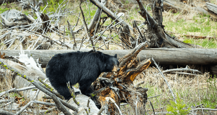 Angry Black Bear in Bob Marshal Wilderness Montana