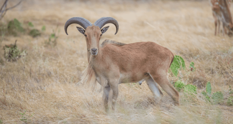 Aoudad Ram with a white tail in the background seen during a hunt in Mountain Home Texas