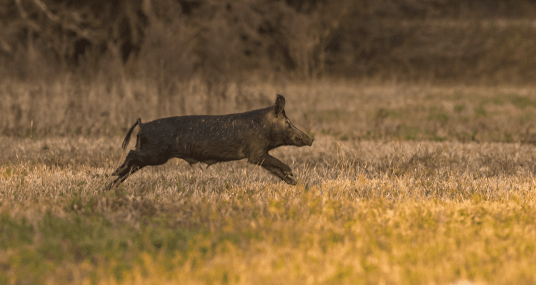 Feral hog running across a field in Lubbock Texas during a hunt last year