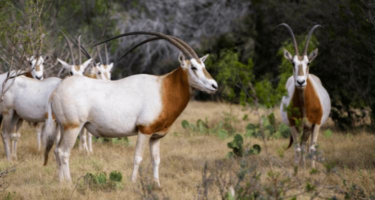 Herd of Oryx in Brady Texas seen during an annual hunt 