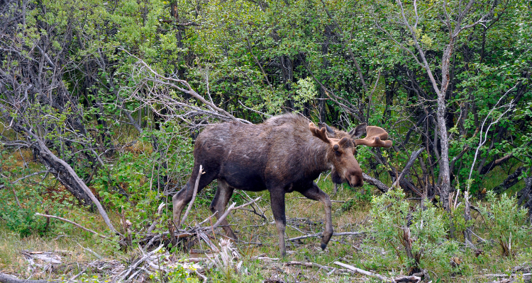 Moose running past hunters in Kootenai National Forest Montana