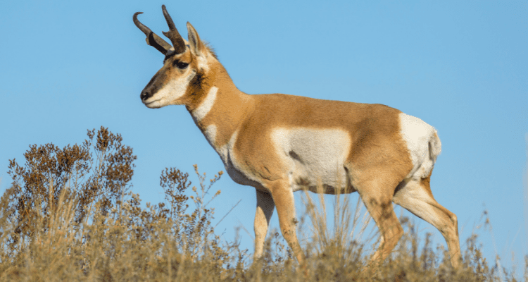 Pronghorn Deer aka Pronghorn Antelope on a hill in Centennial Valley Montana