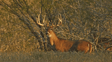 Texas whitetail deer spotted in mesquite trees during our hunt