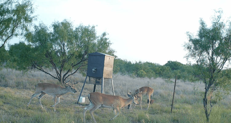 White Tail deer spotted on motion activated trail camnear a feeder in Coleman County Texas