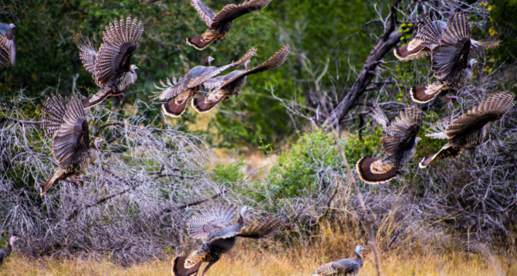 Wild Turkey taking off during a hunt near Austin Texas