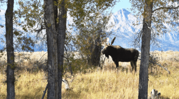 Hunter spotting a moose in Wyoming near Grand Teton
