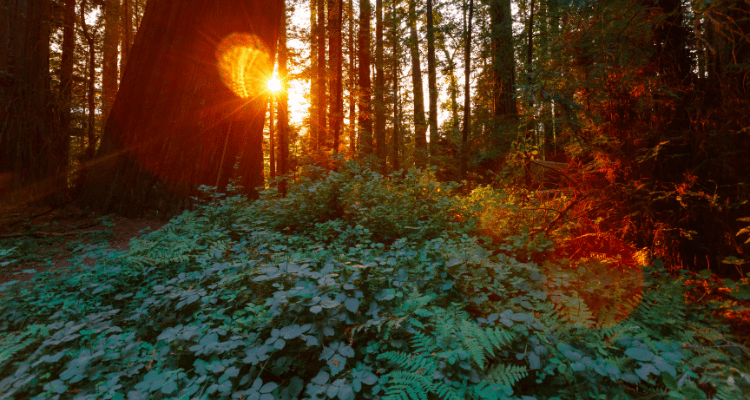 Redwood National Park California