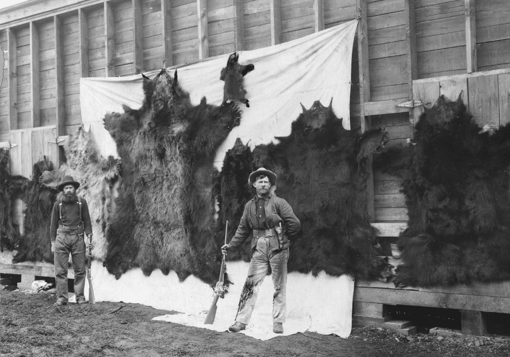 Hunters pose in front of bear skins after a hunt in Alaska in early 1900s