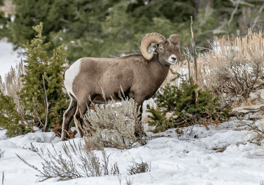 Big Horn Sheep Spotted During A Hunt In Idaho