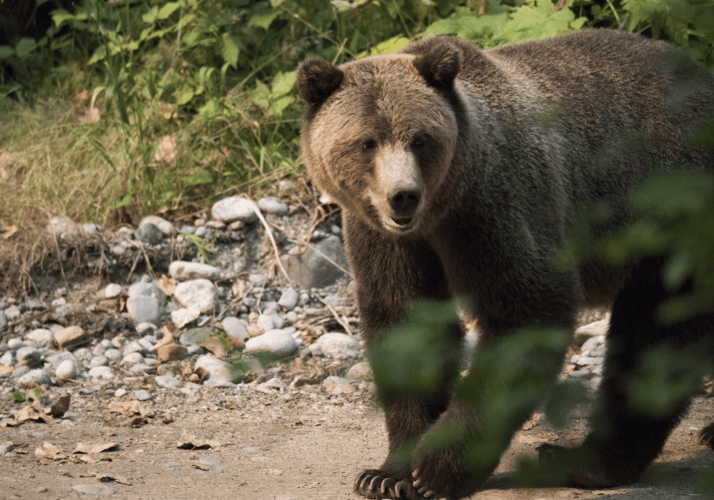 Grizzly Bear on hiking trail
